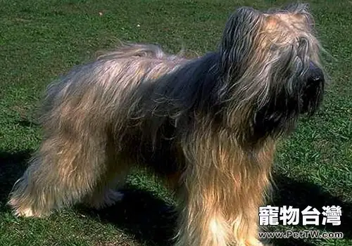 為什麼狗狗不能吃洋蔥(1圖)-寵物台灣