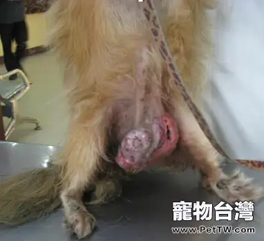 犬乳腺腫瘤的防治方法