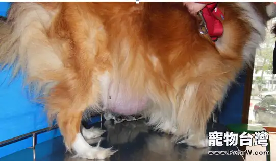 犬乳腺腫瘤的防治方法