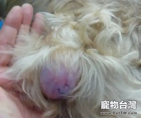 犬乳腺腫瘤的防治方法