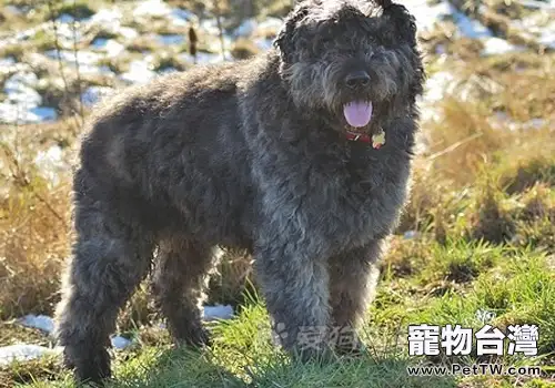 怎樣保持狗狗身體健康