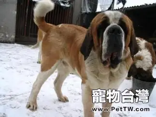 聖伯納犬冬日護理(1圖)-寵物台灣