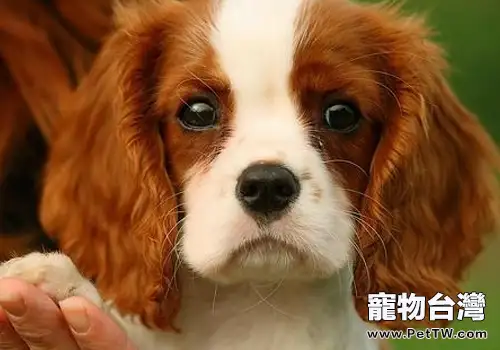 狗狗能吃餅乾嗎(1圖)-寵物台灣
