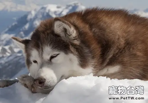 阿拉斯加雪橇犬消化不良