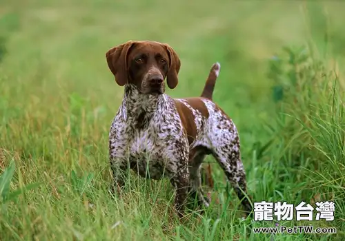 狗狗除臭餅乾好用嗎