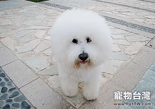 比熊 犬（卷毛比雄犬）好養嗎