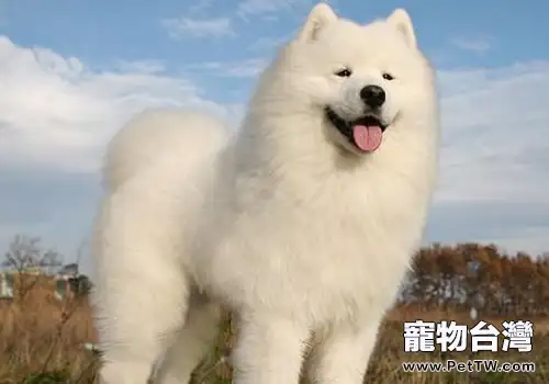 怎麼餵養薩摩耶犬(1圖)-寵物台灣