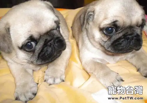 巴哥犬吃什麼比較好(1圖)-寵物台灣