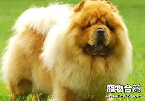 狗狗中暑不要用冰塊(1圖)-寵物台灣