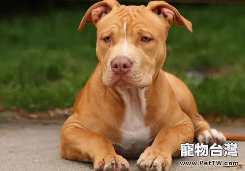 如何養好一條比特犬