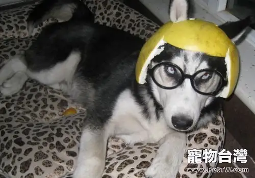 狗狗身體抽搐的原因(1圖)-寵物台灣