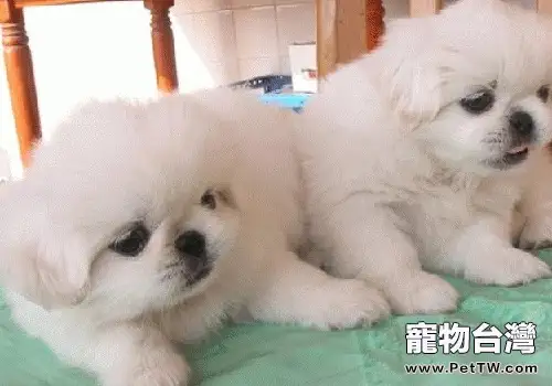 獅子狗(京叭犬)生病的常見徵兆(1圖)-寵物台灣