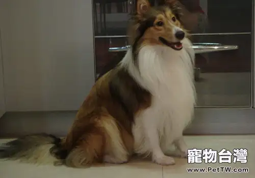 喜樂蒂牧羊犬聽話嗎(1圖)-寵物台灣
