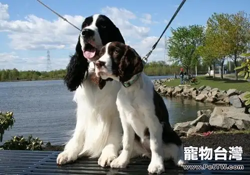 老齡犬飲食注意事項