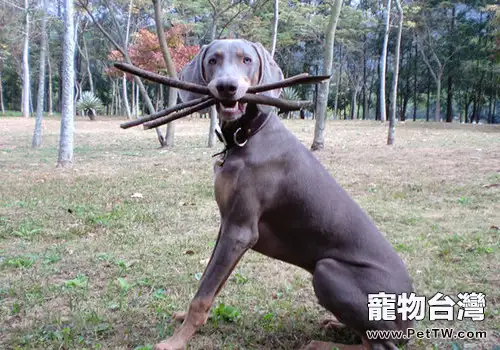 如何正確處理我們與狗狗的關係(1圖)-寵物台灣