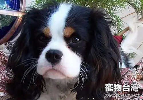 新購犬容易生病的原因