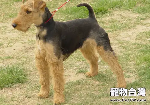 哪些問題應立即送狗狗去醫院(1圖)-寵物台灣