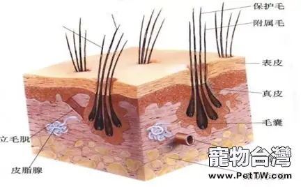 狗狗得了螨蟲該怎麼辦