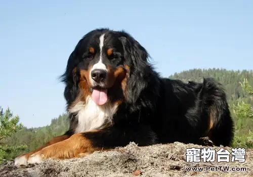 怎麼挑選伯恩山犬