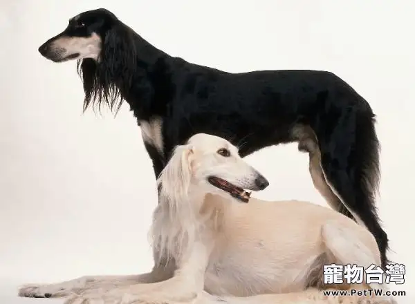 薩路基獵犬簡介