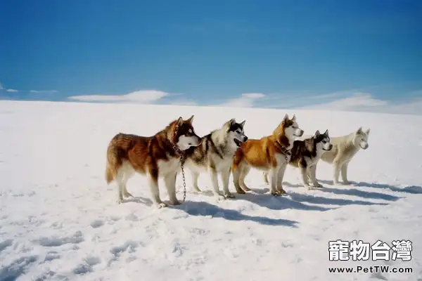 阿拉斯加雪橇犬和哈士奇的區別