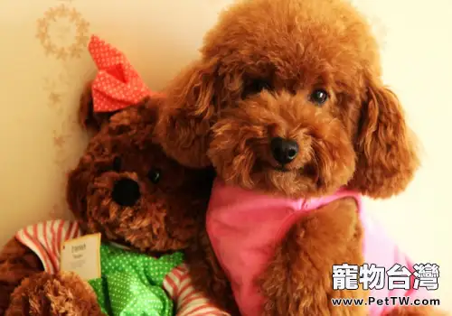 泰迪犬好養嗎(1圖)-寵物台灣
