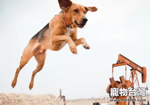 美國獵狐犬嘔吐怎麼辦