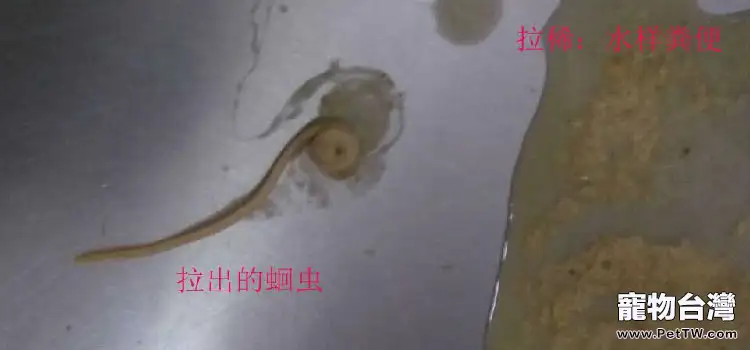 寵物腸道寄生蟲的診斷方法