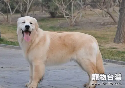 如何保養黃金獵犬的被毛