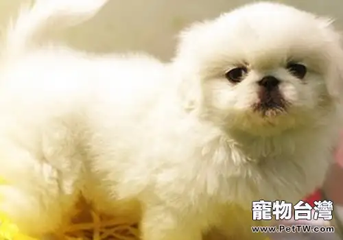 謹防獅子狗（京叭犬）腰椎疾病