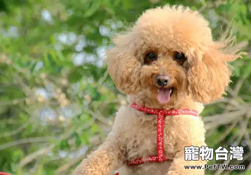 貴賓犬不愛梳毛怎麼辦