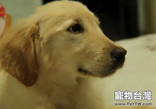 黃金獵犬厭食怎麼辦