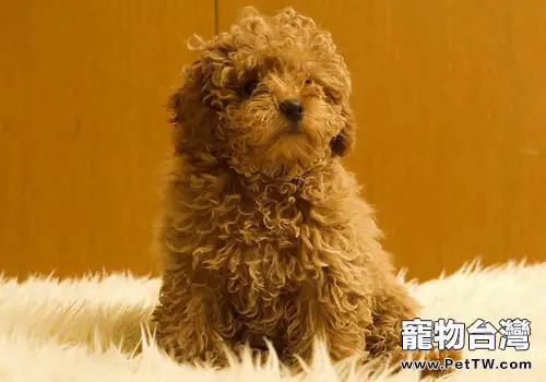 如何給貴賓犬刷牙(1圖)-寵物台灣