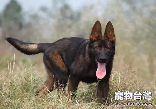 如何安全地與陌生狗狗相處