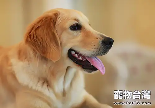 飼養老年犬要注意什麼