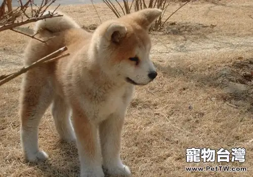 如何處理狗狗食物性過敏