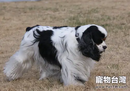 如何保證狗狗營養均衡