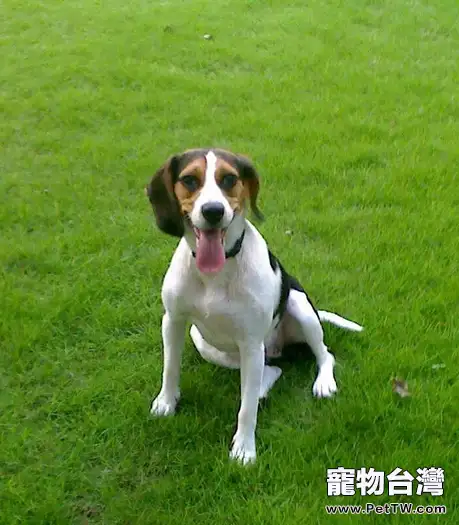 小獵犬磨牙的解決方法