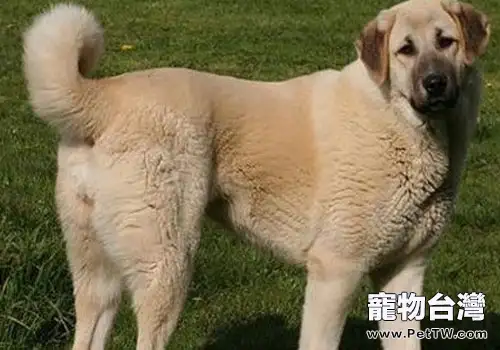 犬乳腺腫瘤的介紹