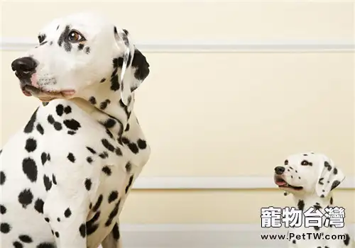 犬甲狀腺機能亢進的症狀