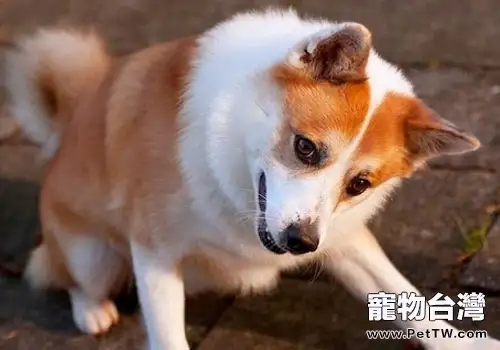 犬的慢性腎衰竭介紹