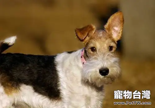 犬卵巢囊腫的症狀