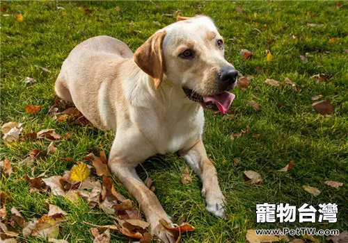 犬急性子宮內膜炎的預防措施