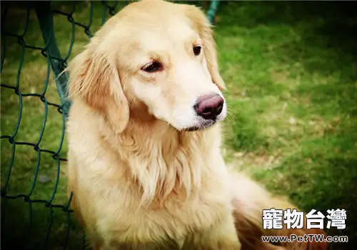 犬髖關節發育不良的症狀表現