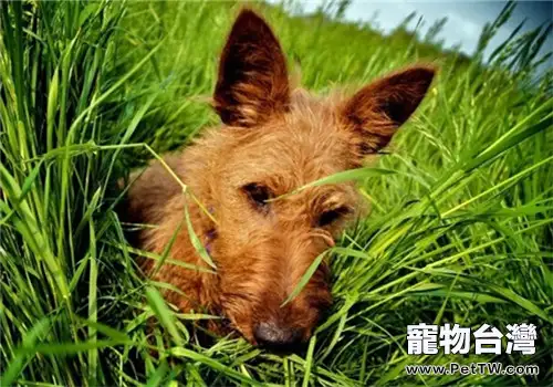 犬冠狀病毒的診斷及治療