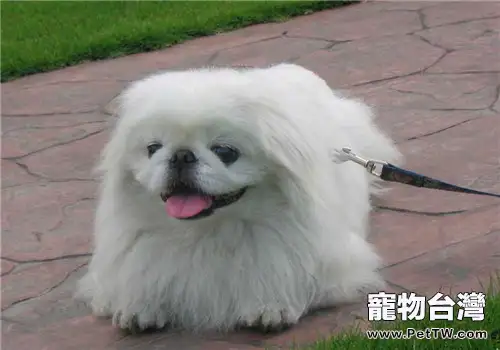 犬腸胃炎的臨床症狀