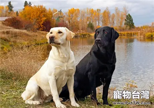 犬窩咳的預防措施