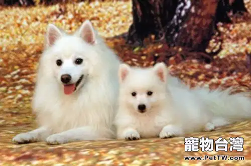 銀狐犬為什麼很少人養 (1圖)-寵物台灣