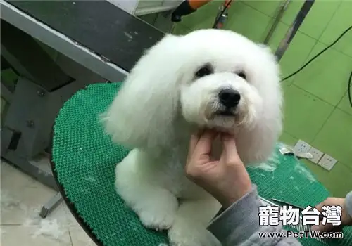 犬鼻炎的診斷要點