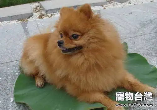 博美智商高不高(1圖)-寵物台灣